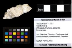 Foto (Objekt + Etiketten) von Cyclothyreus sp. 